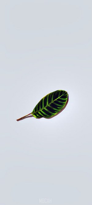 A single green and black striped leaf on a white background