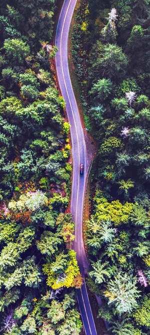 Car on a winding road through a forest