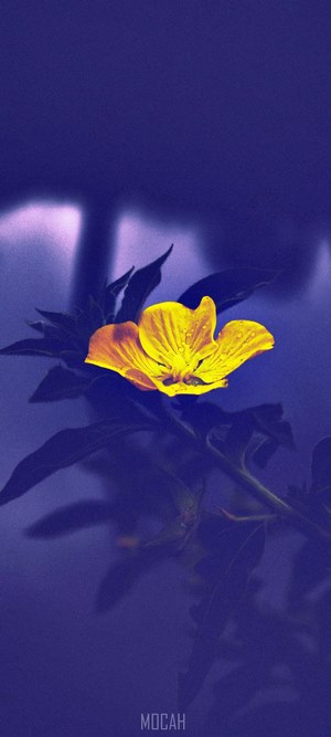 Yellow flower with water droplets on dark background