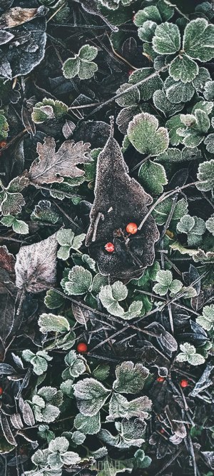 Frosty leaves and berries on the ground