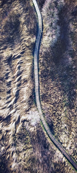 Wooden boardwalk through dry grass