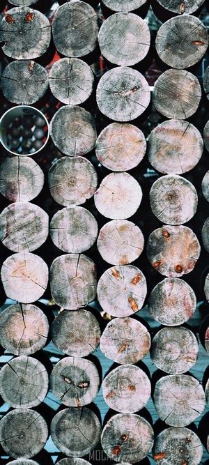 Stacked sawn logs