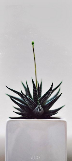 Succulent plant with a flower stalk in a white pot