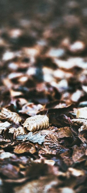 Crunchy leaves on the ground