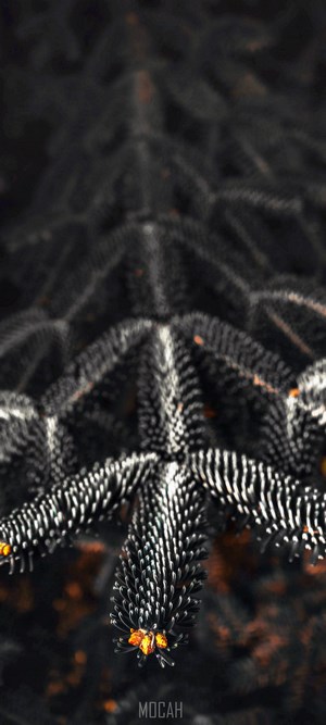 Close-up of a dark pine branch with orange accents
