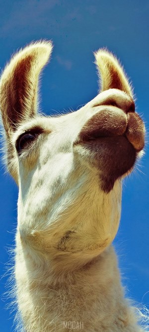 Close-up portrait of a white llama against a blue sky