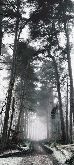 Misty tree-lined path on a gloomy day