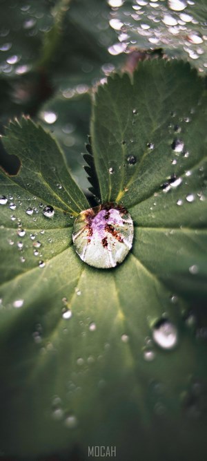 Close-up of a water droplet on a green leaf