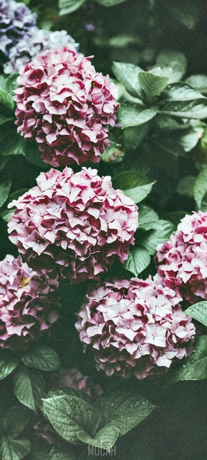 Pink Hydrangea Blossoms with Green Leaves