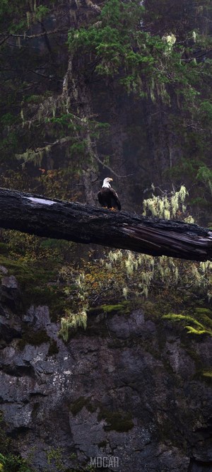 Bald eagle perched on a fallen tree in a forest