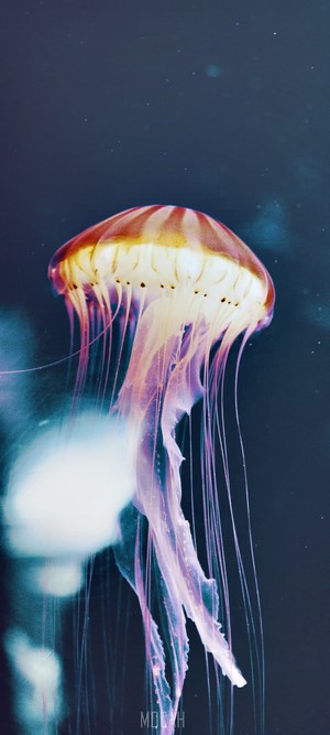 Jellyfish swimming in dark water