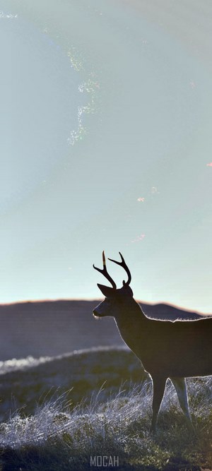 Deer silhouetted against a pale sky