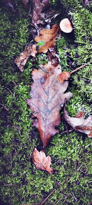 Fallen Oak Leaf on Mossy Forest Floor with Mushrooms