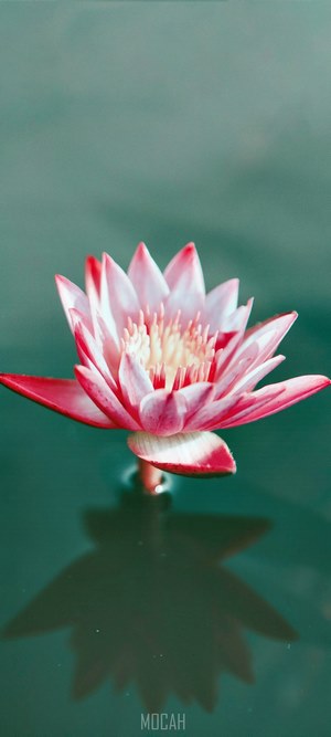 Pink and red water lily on water