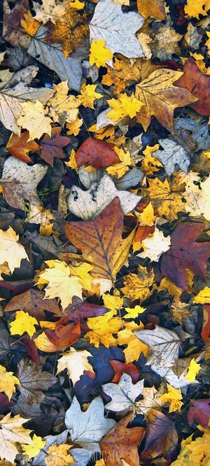 Samsung Galaxy A41 Autumn Leaves