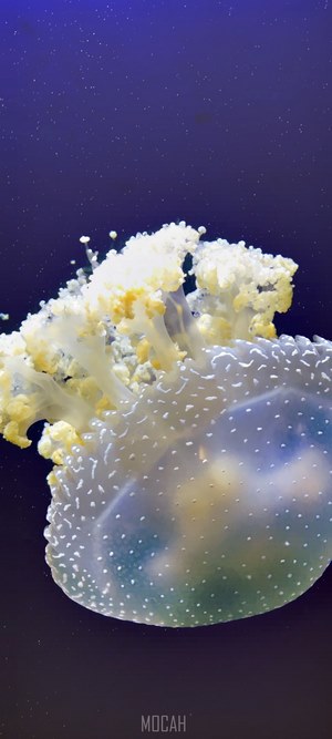 Spotted Jellyfish in dark blue water