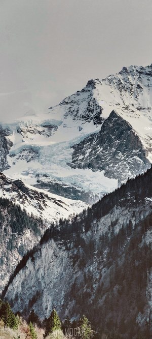 Snowy mountain range with glacier and pine forest