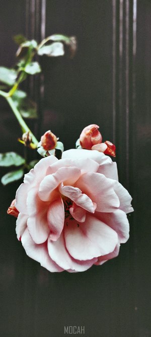 Pink rose with buds on Oppo A91 screensaver