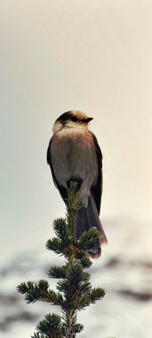 Gray Jay perched on a pine tree