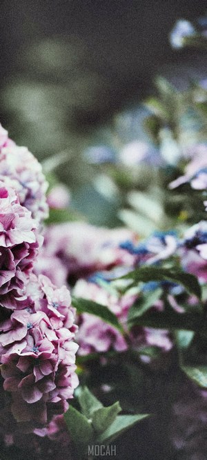 Pink and blue hydrangeas with green leaves