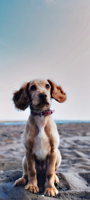 A young cocker spaniel sits on a sandy beach.