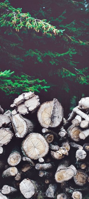 Pile of cut logs in front of pine trees