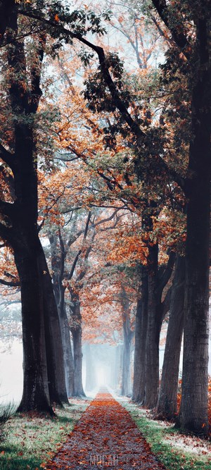 Autumn path lined with trees