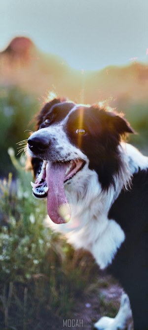 Border Collie dog with tongue out in golden hour light