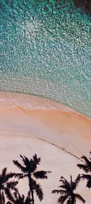 Aerial view of a tropical beach with palm trees