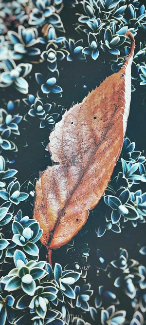 Orange leaf on a dark green bush