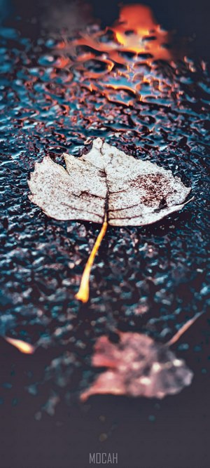 Leaf on wet asphalt with reflections