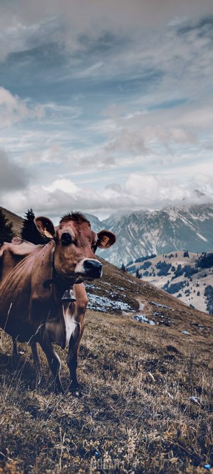 Cow in a mountain landscape