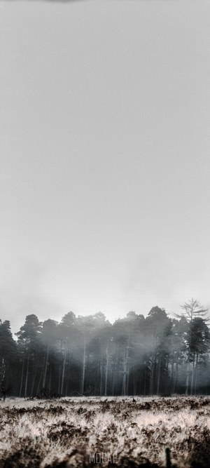 Foggy forest with frost-covered ground