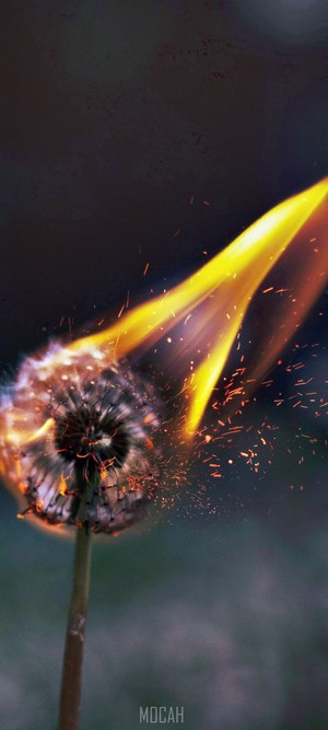 Burning dandelion with sparks