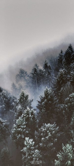 Foggy forest in winter