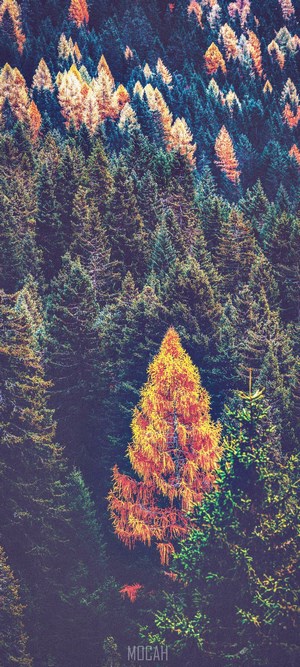 Autumn forest with a bright orange tree