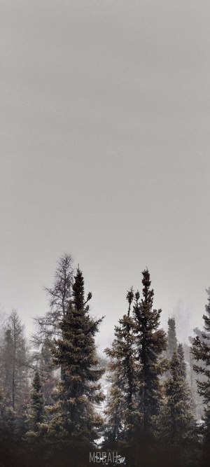 Tall pine trees in mist against a pale sky