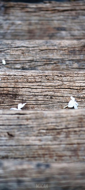White petals on weathered wooden planks