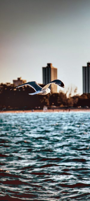 Seagull soaring over water at sunset with city skyline