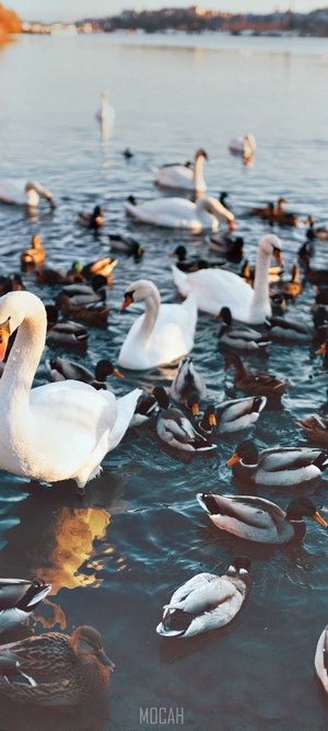 Swans and ducks swimming in a lake