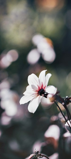 White flower with a bee, Xiaomi Redmi K30 Pro background
