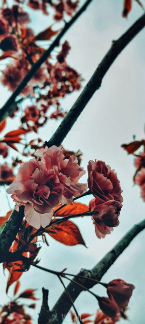 Pink cherry blossoms on branches against a cloudy sky