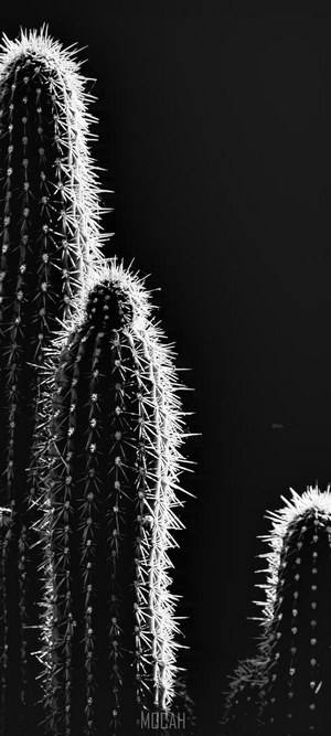 Close-up of Saguaro cacti with backlight