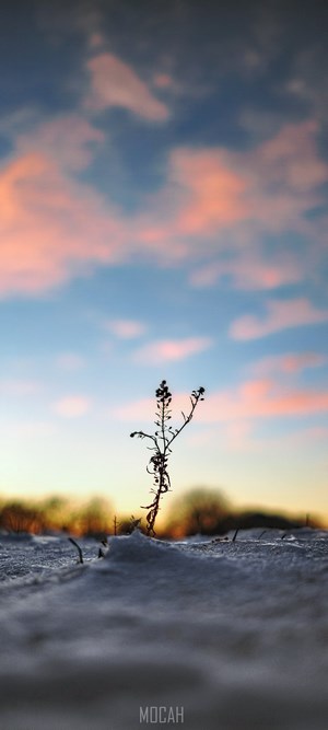 Silhouette of a plant in the snow at sunset