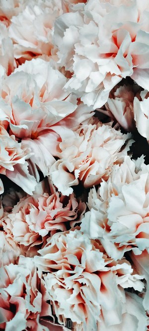 Close-up of Pink and White Carnation Petals