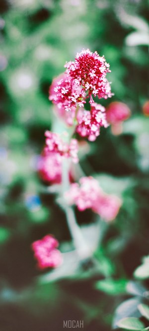 Pink flowers in a garden