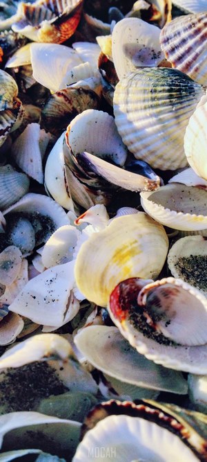 Pile of seashells on a beach