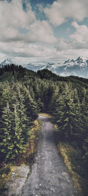 Dirt road through a coniferous forest with mountains