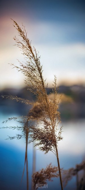 Golden Reed Grass Against Calm Sky