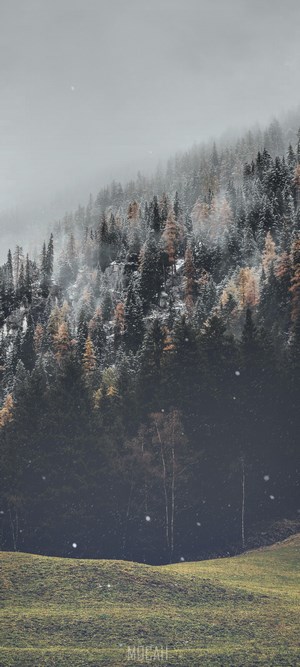 Misty forest on a grassy hill with falling snow